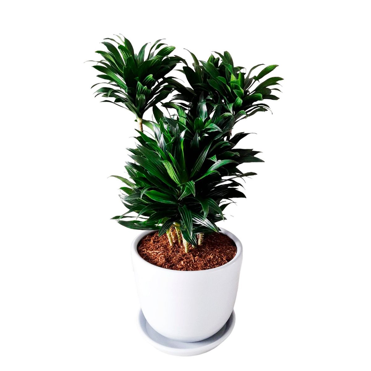 GENERICO - DRACENA COMPACTA EN MACETA HUEVO