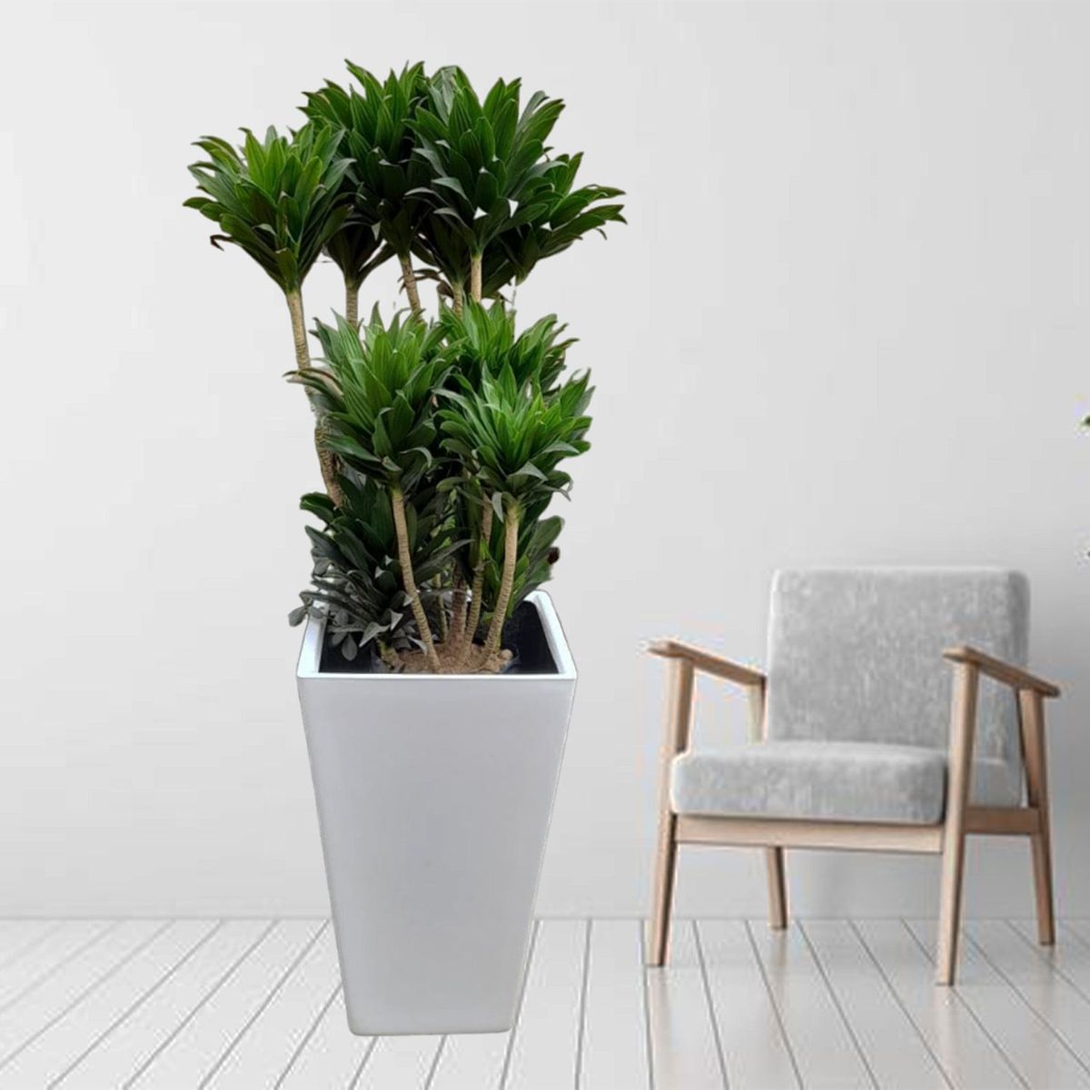 GENERICO - DRACENA COMPACTA EN MACETA PIRAMIDE BLANCO