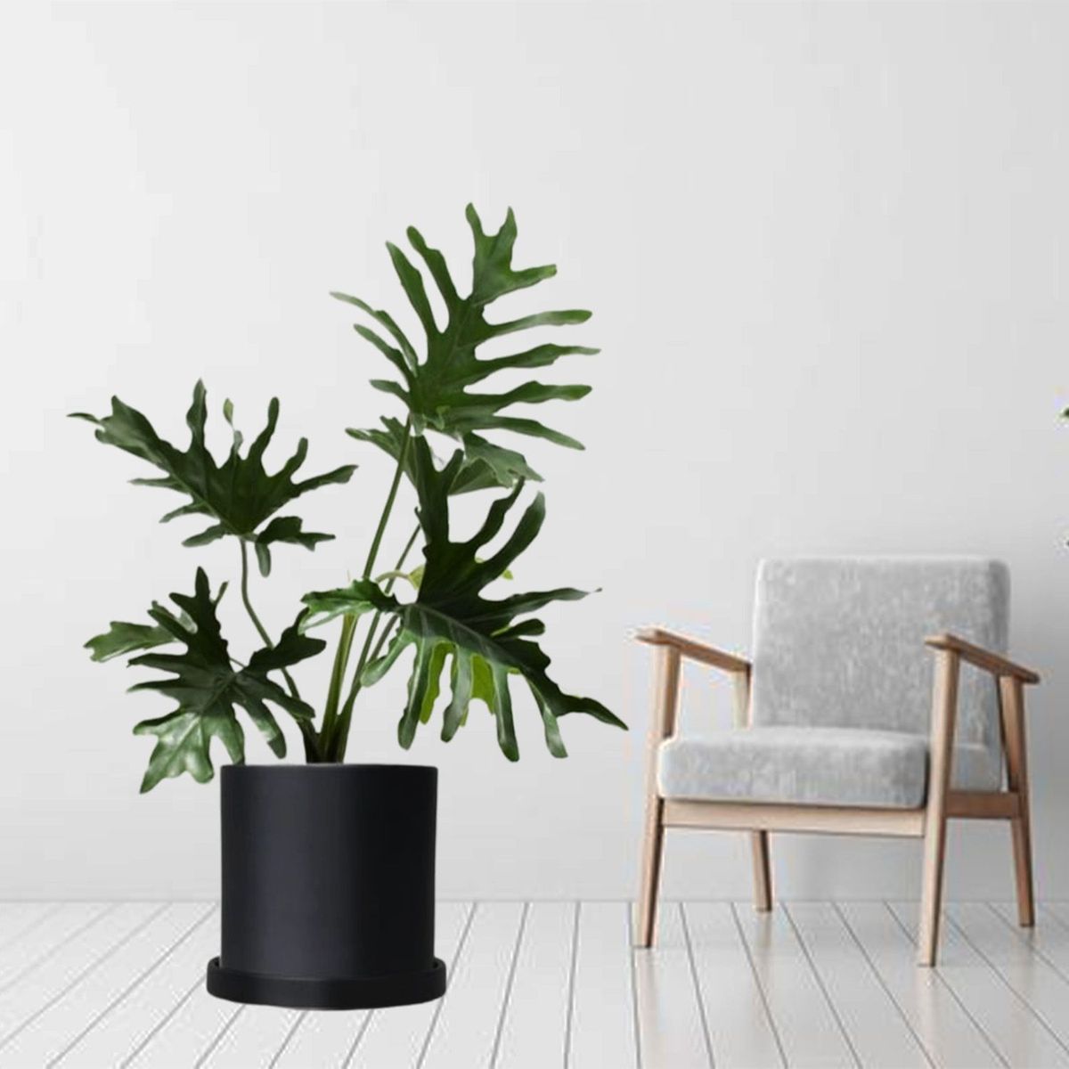 GENERICO - FILODENDRO SELLOUM EN MACETA NEGRA