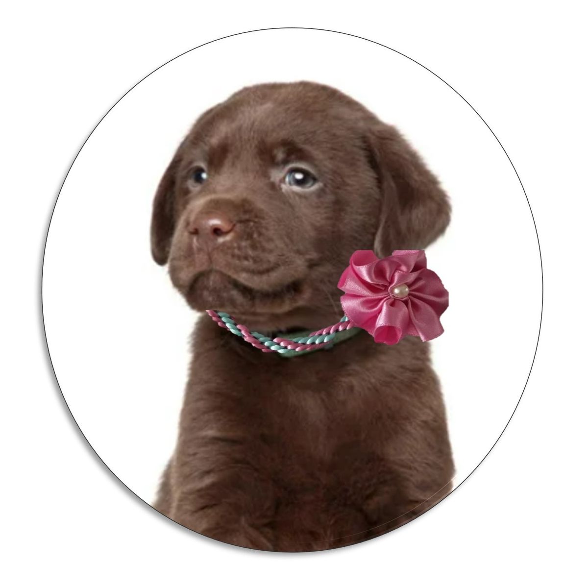 GENERICO - Collar Decorativo Para Mascotas 24 a 29 cm