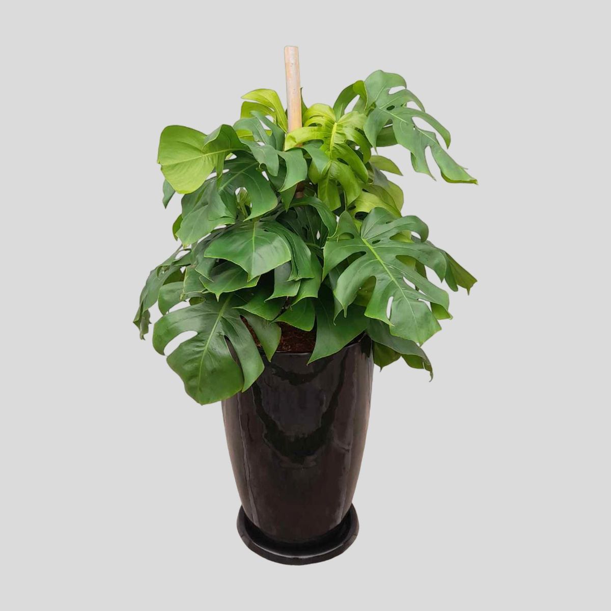 GENERICO - MONSTERA EN MACETA MALVA NEGRO