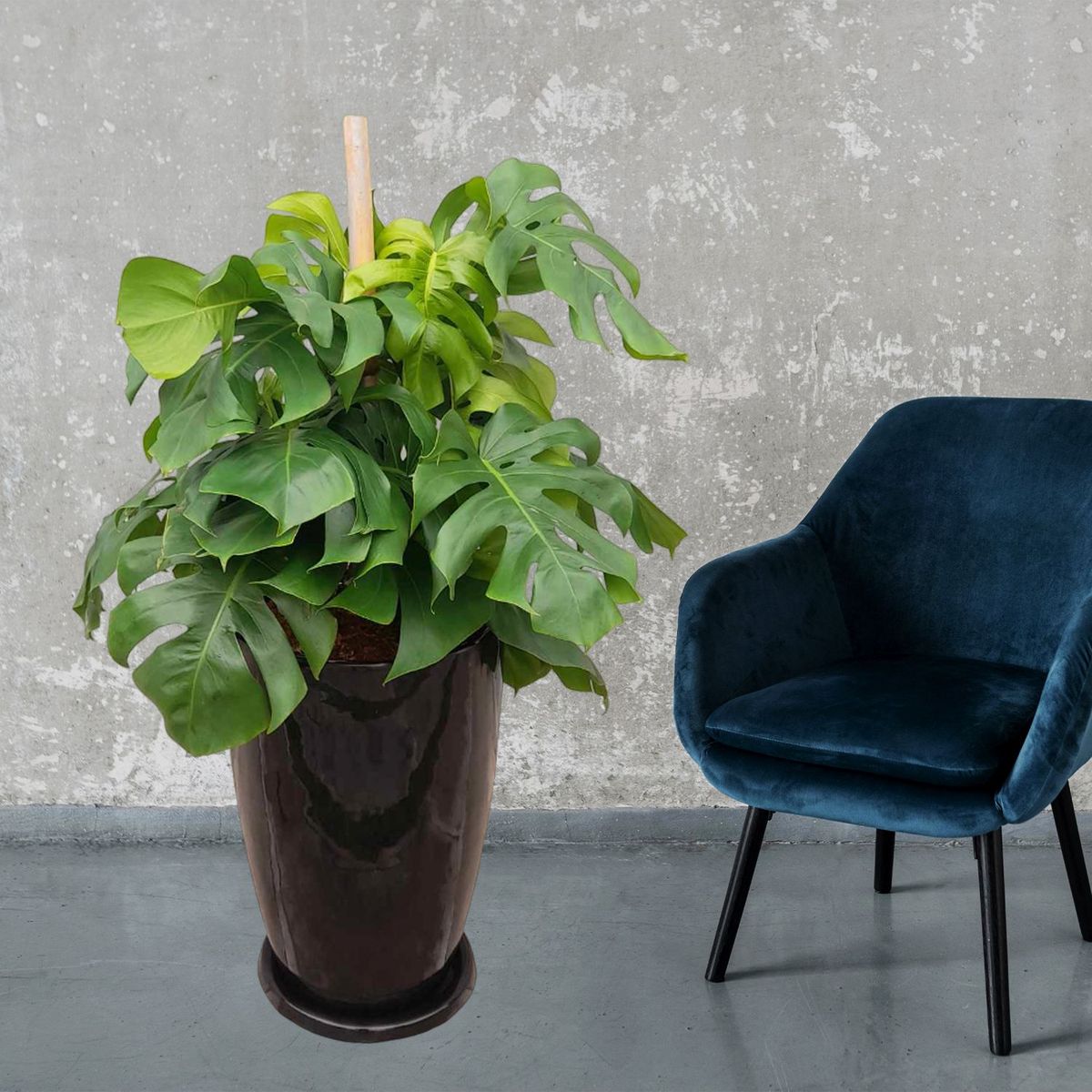 GENERICO - MONSTERA EN MACETA MALVA NEGRO