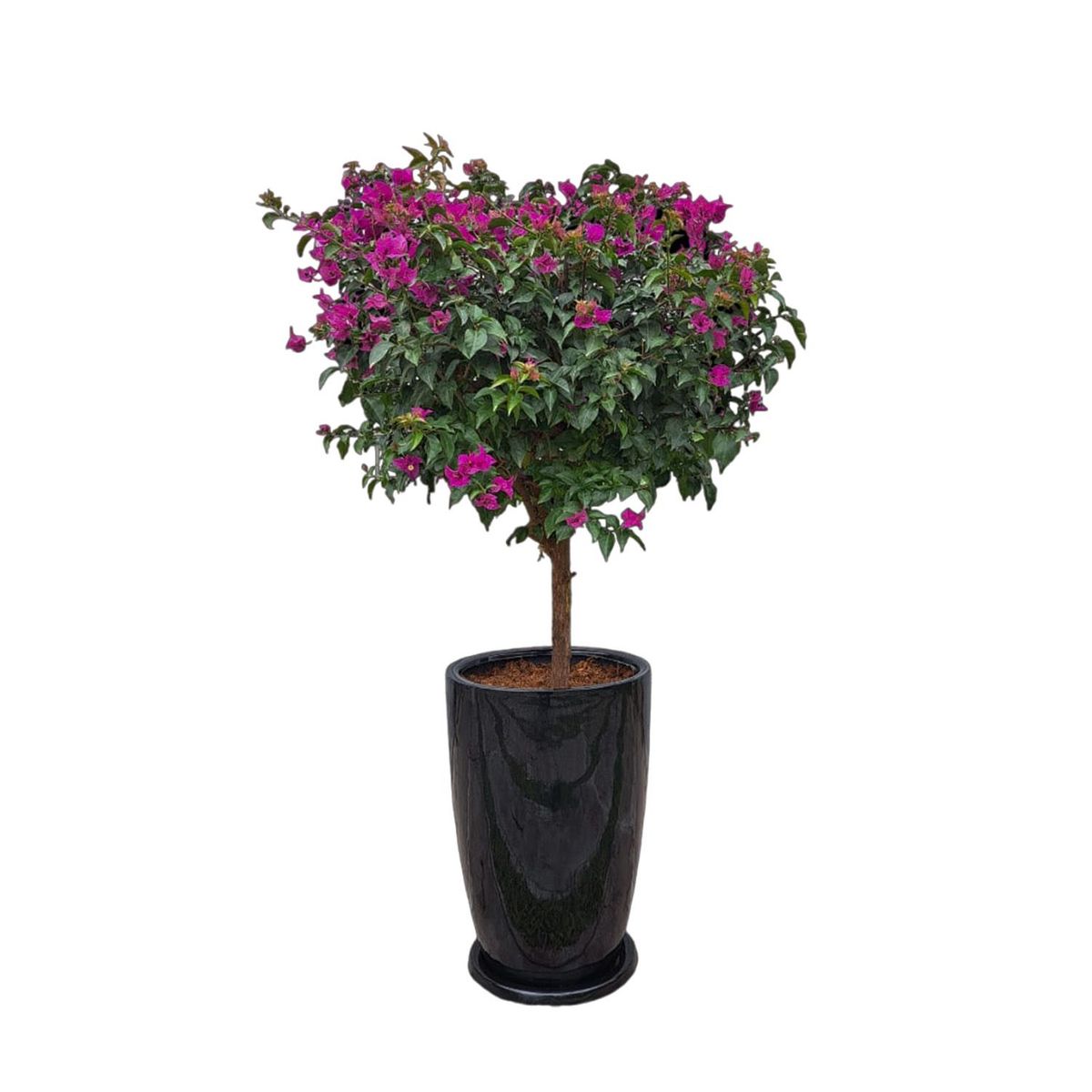 GENERICO - BUGANVILIA EN MACETA MALVA NEGRO