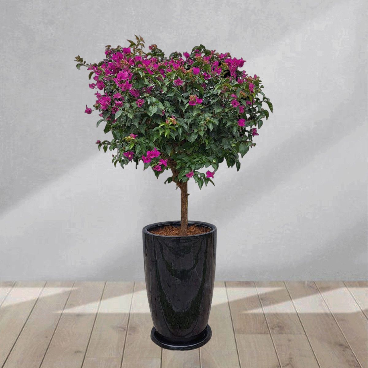 GENERICO - BUGANVILIA EN MACETA MALVA NEGRO