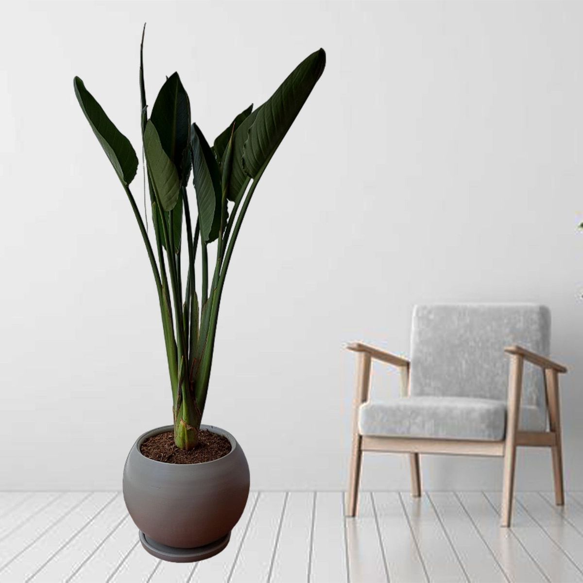 GENERICO - AVE DE PARAISO EN MACETA ESFERA