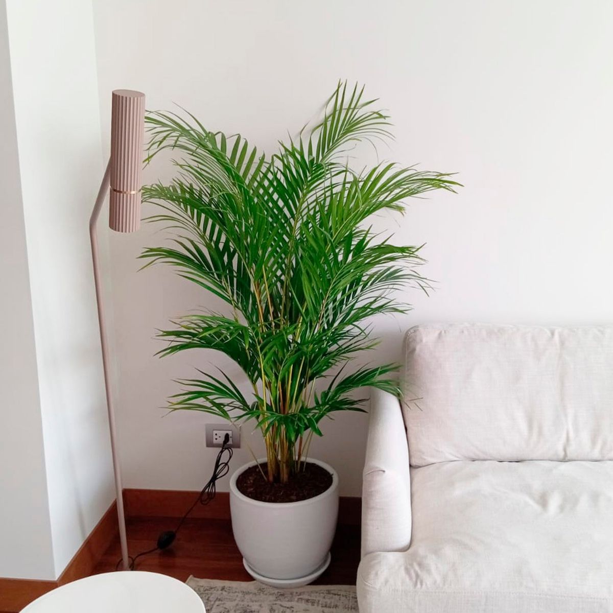 GENERICO - PALMERA HAWAIANA CON MACETA HUEVO