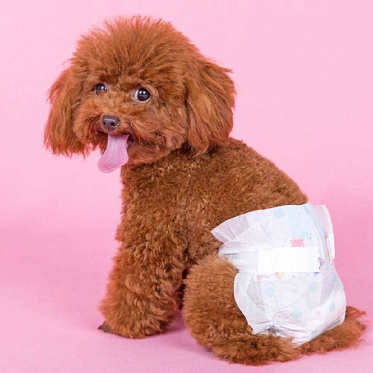 GENERICO - Pañal para mascotas Hembra Talla L