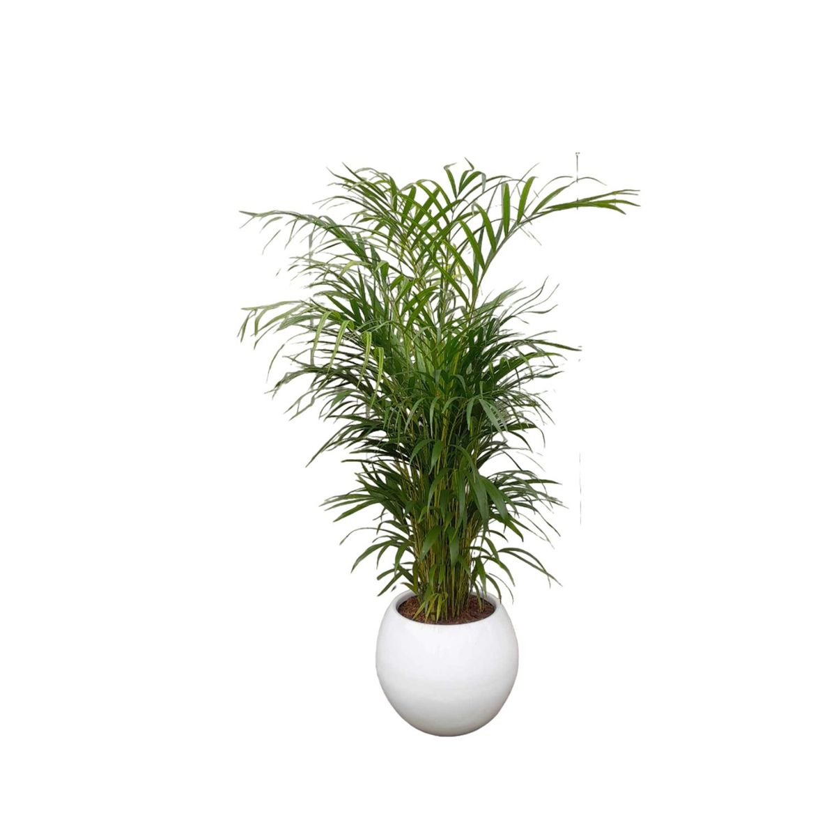 GENERICO - PALMERA HAWAIANA EN MACETA ESFERA BLANCO