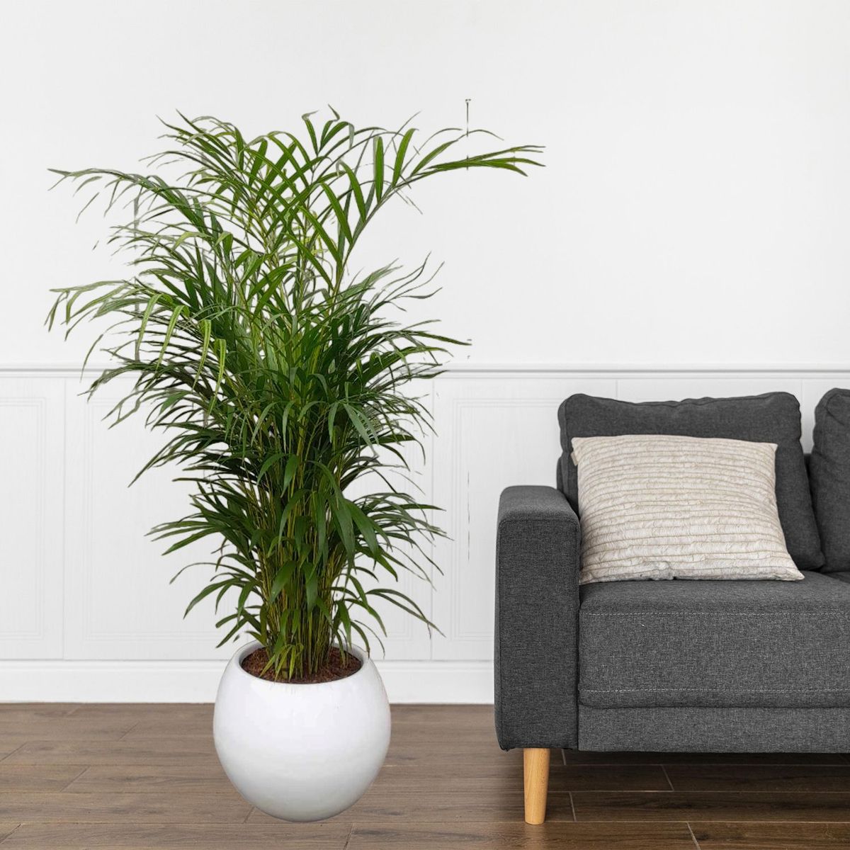 GENERICO - PALMERA HAWAIANA EN MACETA ESFERA BLANCO