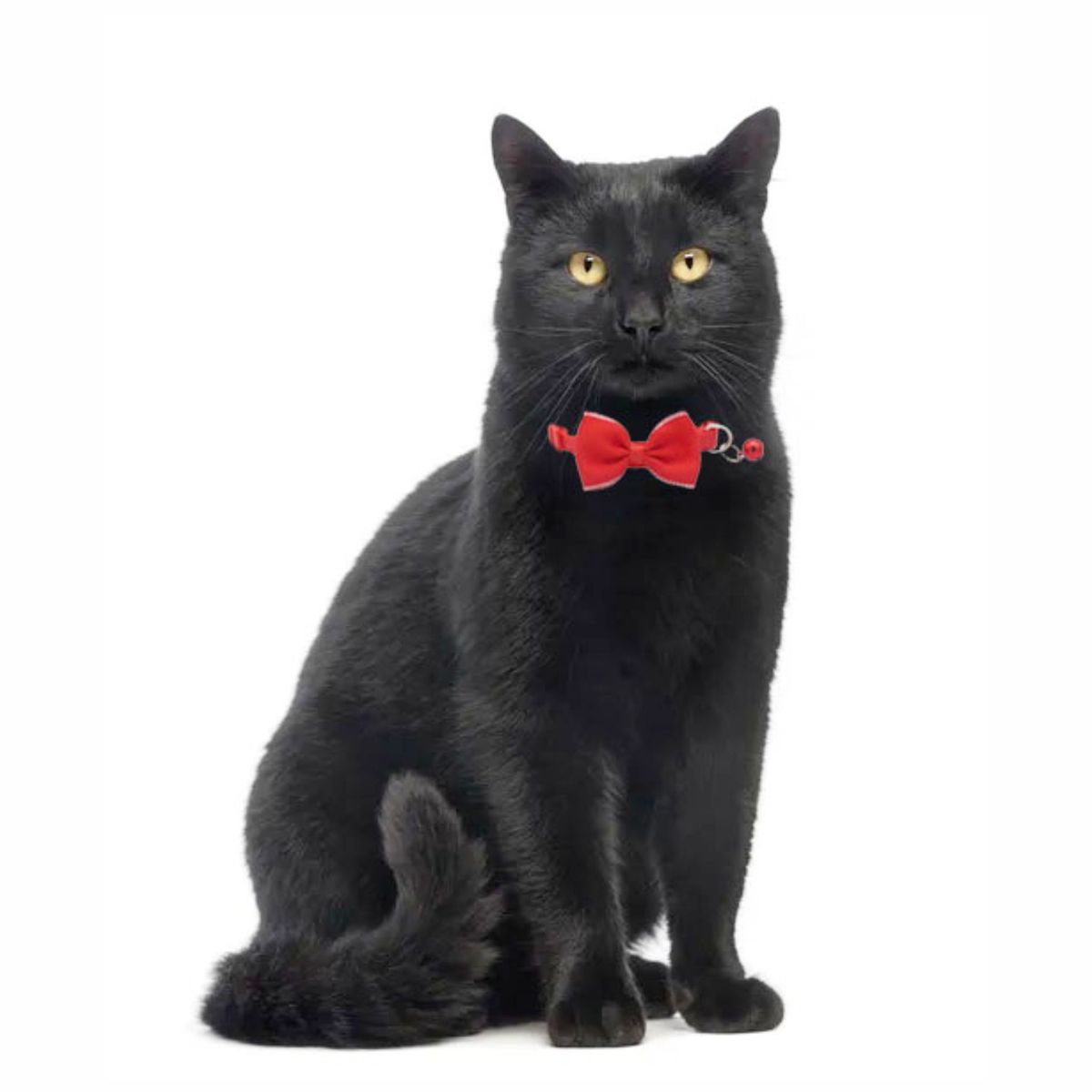 GENERICO - Collar Corbata Michi Cascabel para Gato Perro - Rojo