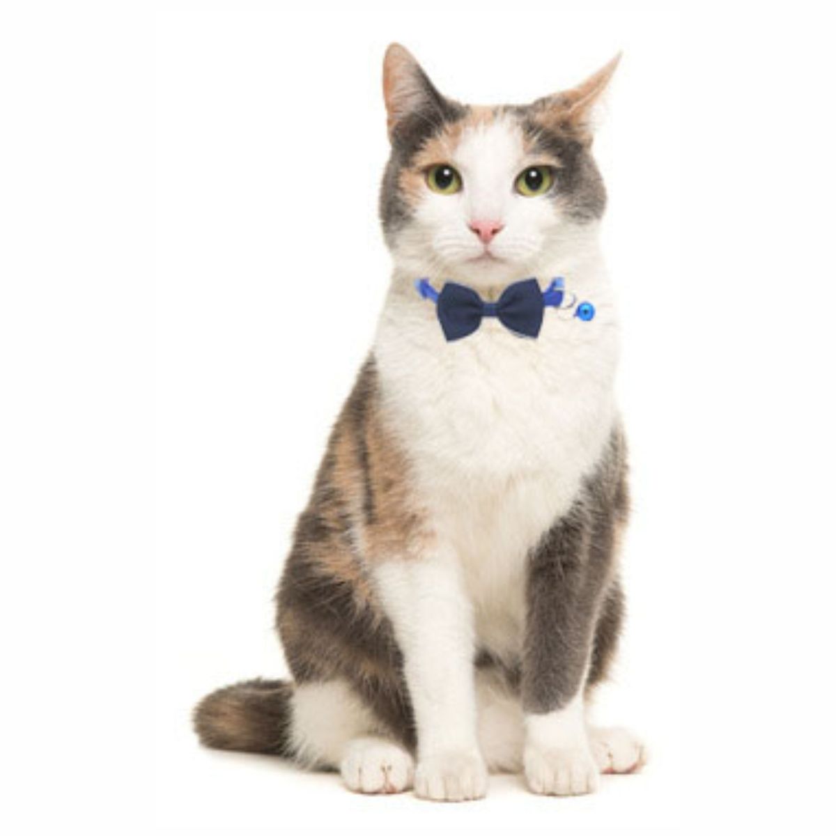 GENERICO - Collar Corbata Michi Cascabel para Gato Perro - Azul