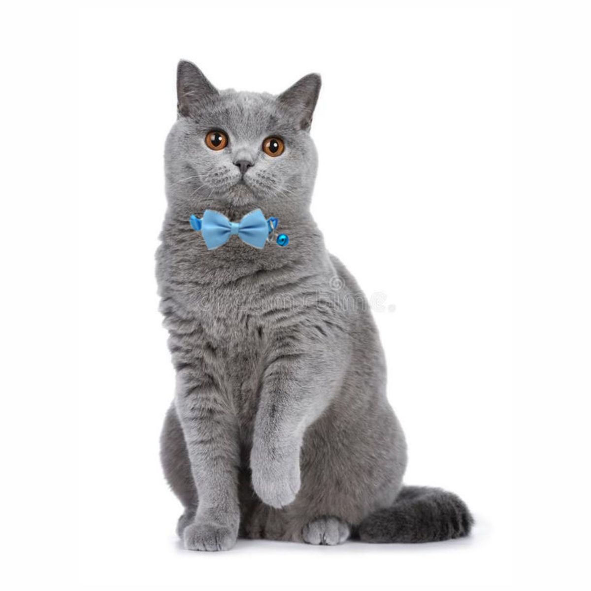 GENERICO - Collar Corbata Michi Cascabel para Gato Perro - Celeste