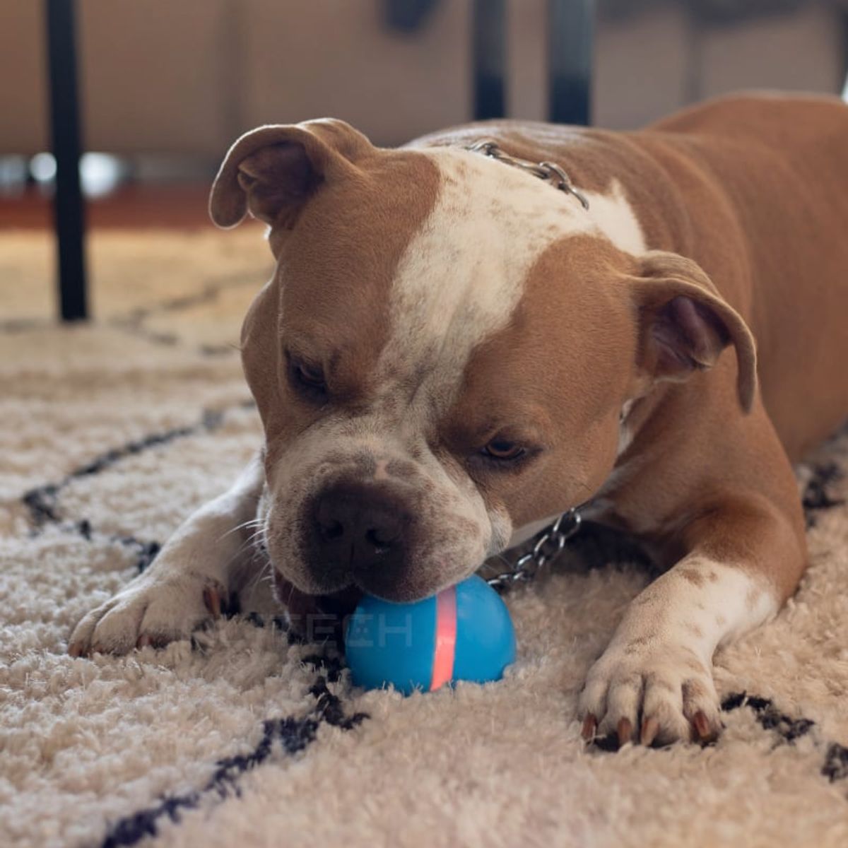CHEERBLE - Pelota Interactiva W1 para Perros Azul
