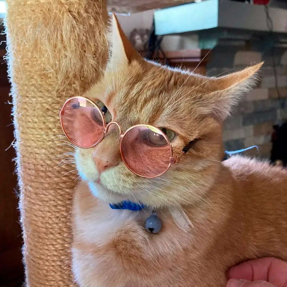 GENERICO - Lentes para Gatos y Perros