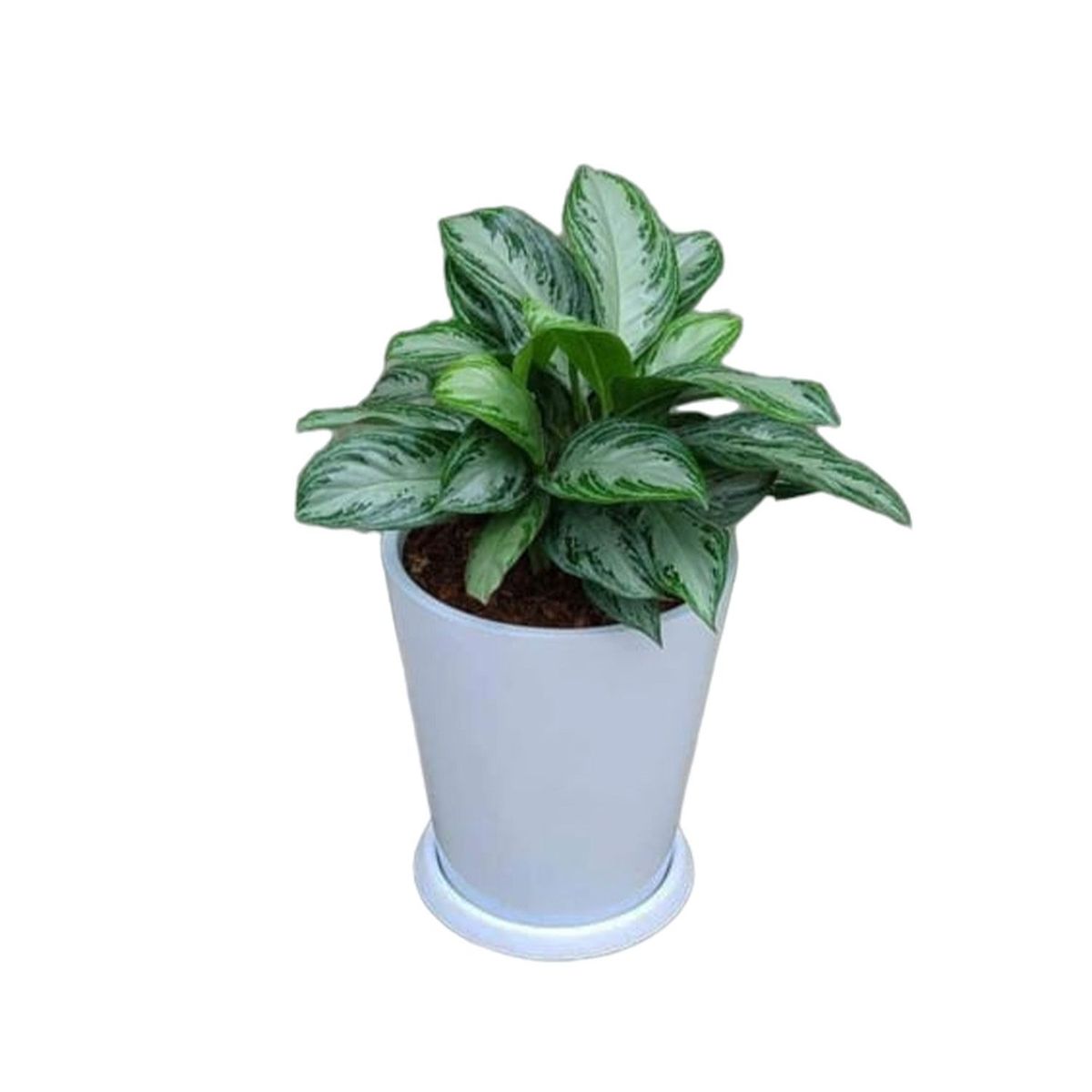 GENERICO - AGLONEMA EN CONO BLANCO