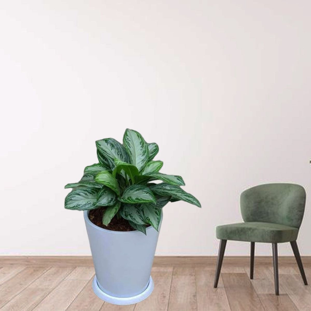 GENERICO - AGLONEMA EN CONO BLANCO