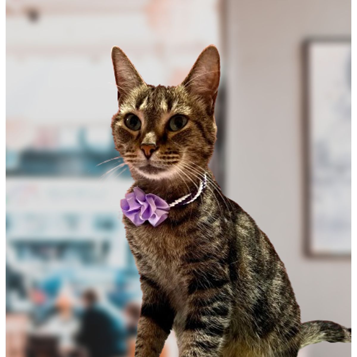 GENERICO - Collar para Gatos o Perros Pequeños - Talla 2 - Cuellos 24 a 29 cm