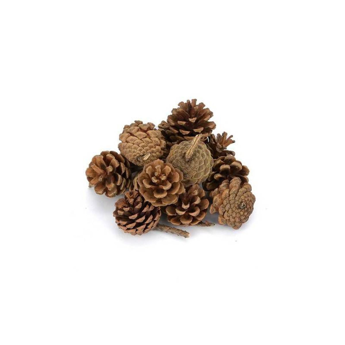 GENERICO - NAVIDAD - Set de 24 pzs piñas artificiales en tono natural