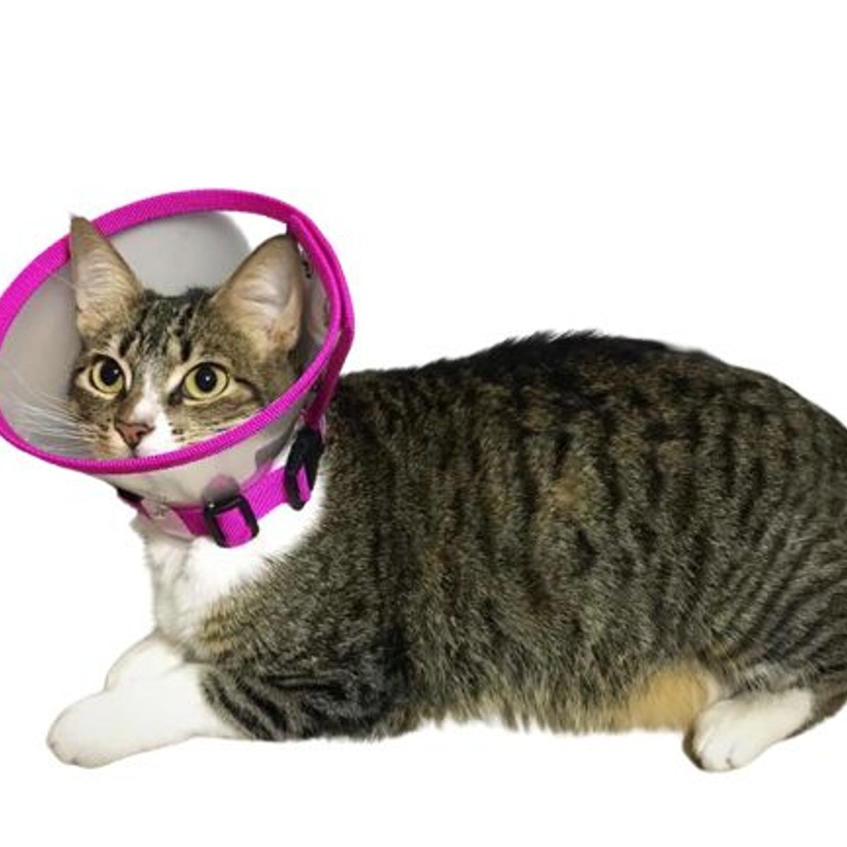 GENERICO - Collar isabelino talla S.