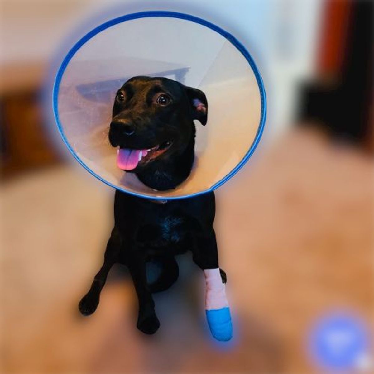 GENERICO - Collar isabelino talla M.