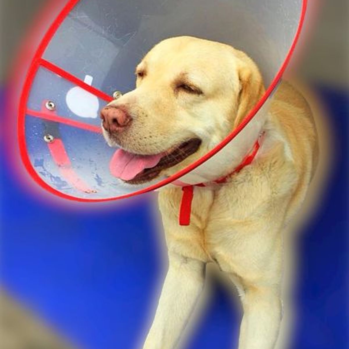 GENERICO - Collar isabelino talla L