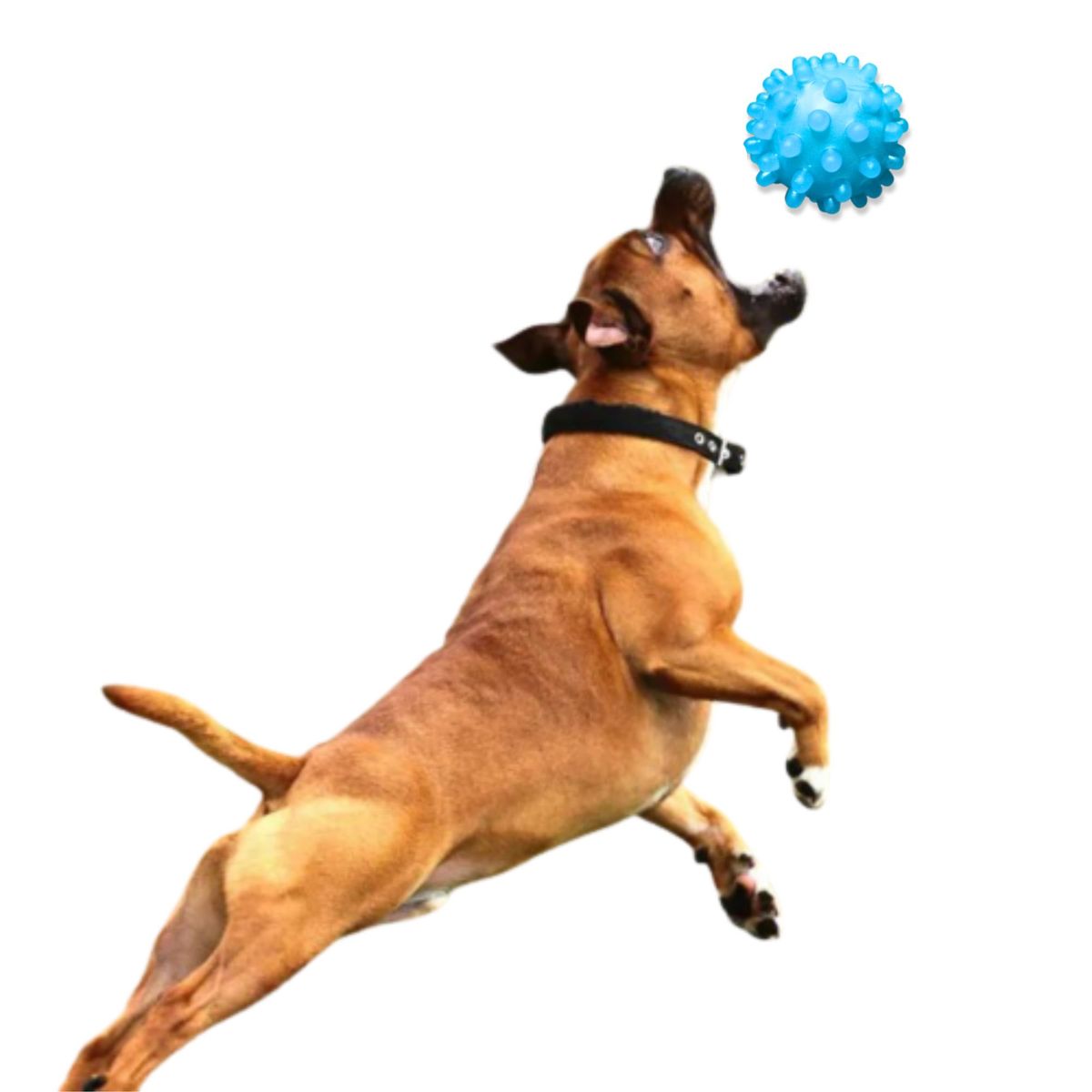 GENERICO - PELOTA CON PUAS PARA MASCOTA CELESTE