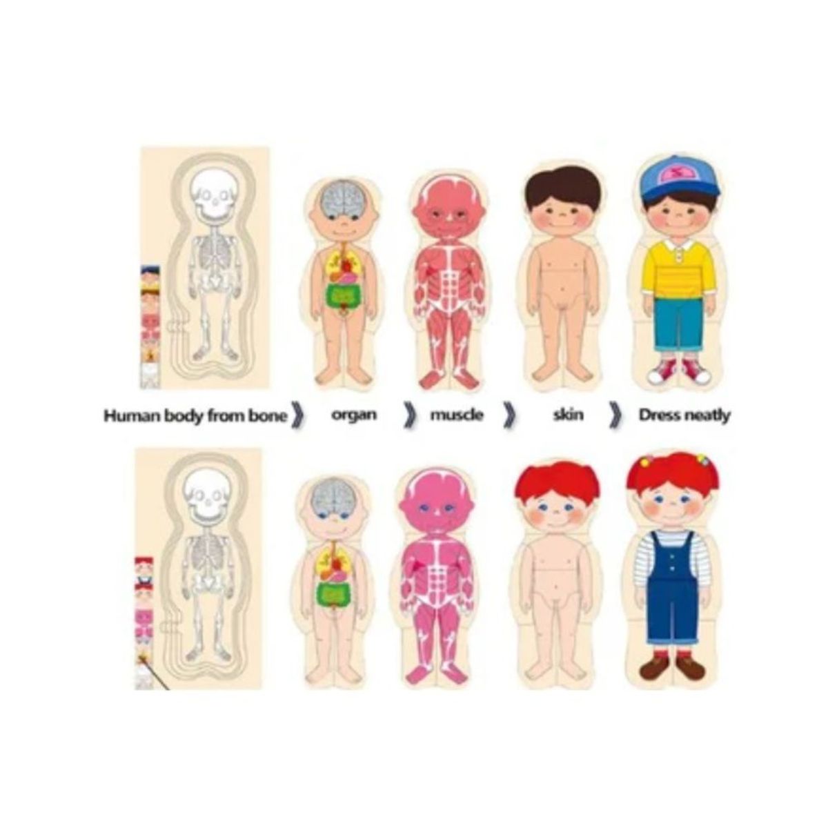 GENERICO - Rompecabezas de Cuerpo Humano para Niños