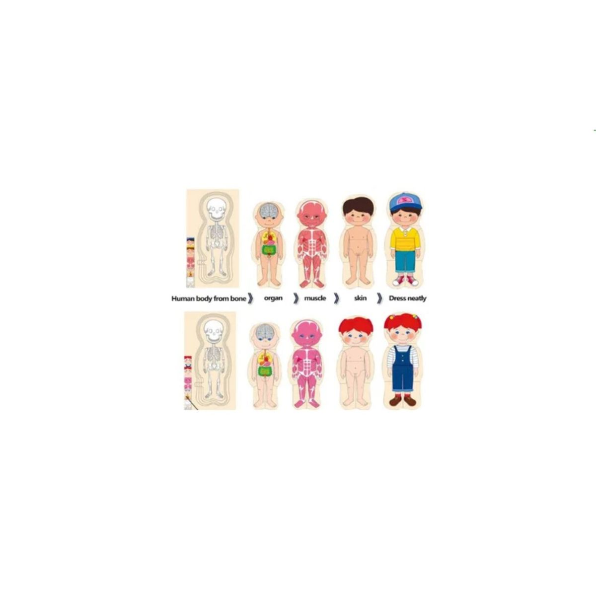 GENERICO - Rompecabezas de Cuerpo Humano para Niños