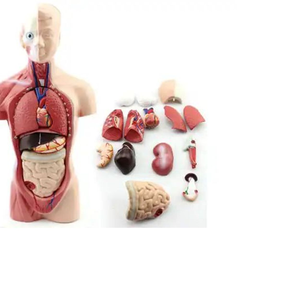 GENERICO - Cuerpo Torso Humano Ciencias Médicas 15 Piezas