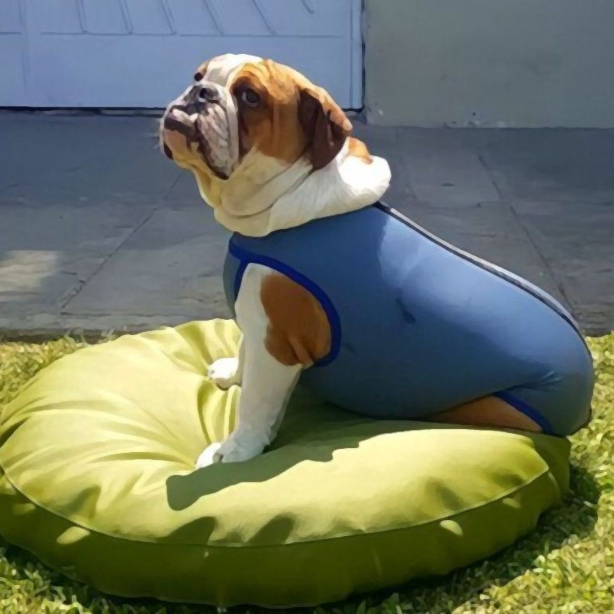 GENERICO - Faja Post Operatoria para mascota Talla 2 Macho