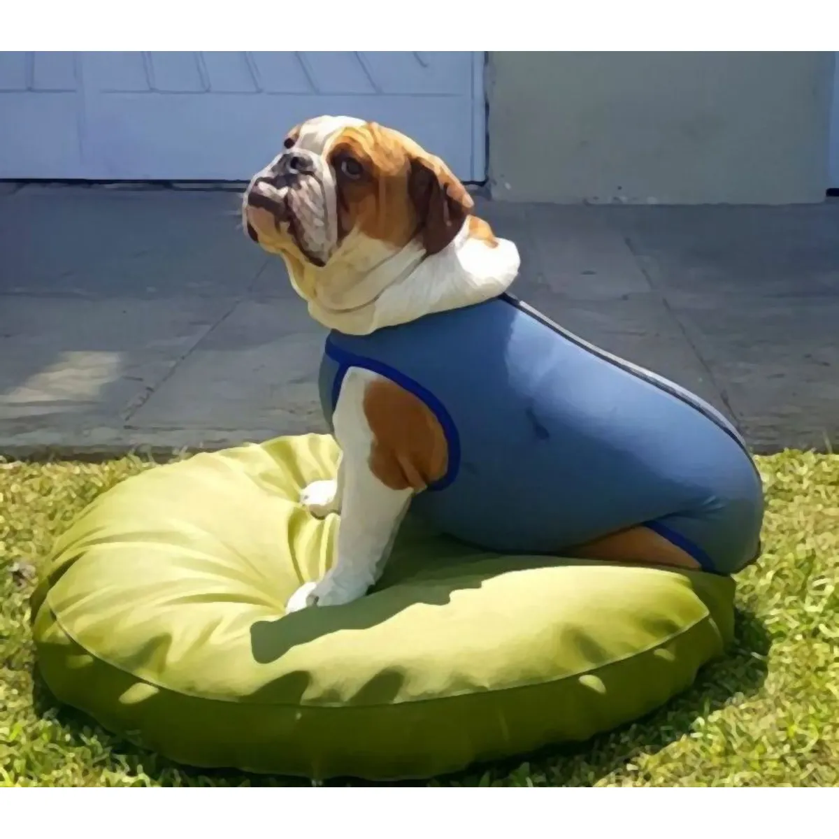 GENERICO - Faja Post Operatoria para mascota Talla 2 Macho