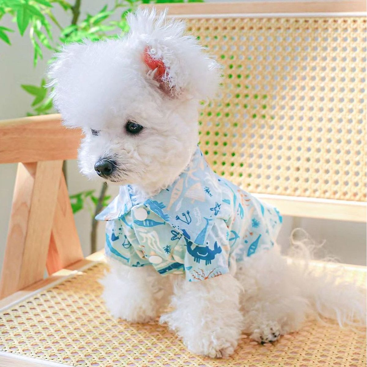 CAT OH - Ropa para perros Camisa ocean summer s