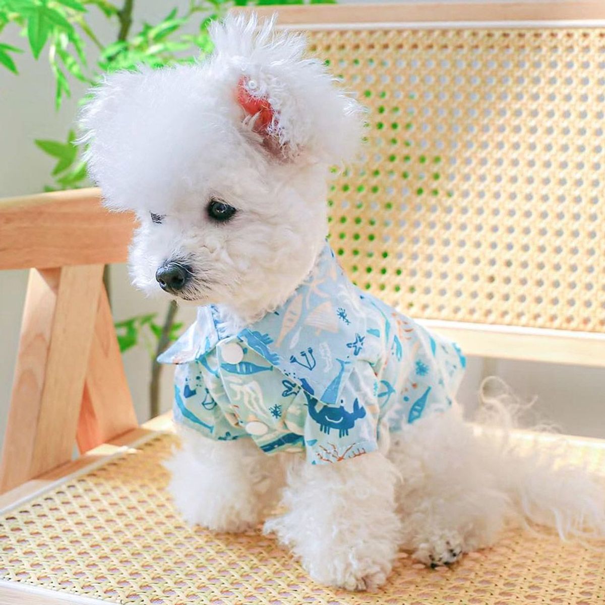 CAT OH - Ropa para perros Camisa ocean summer L