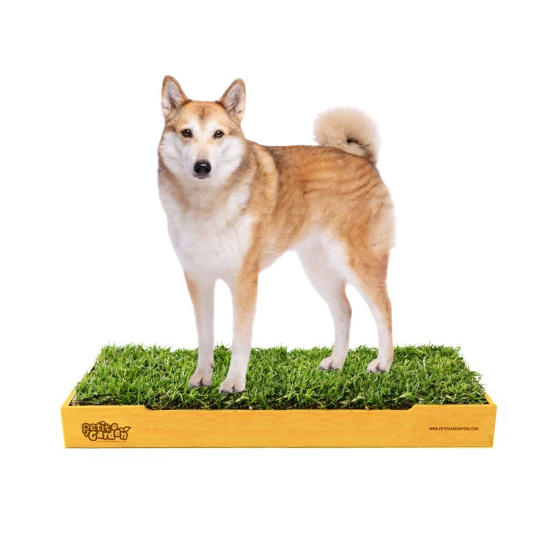 GENERICO - Sanitario de Pasto Natural para Mascotas - Talla L Premium