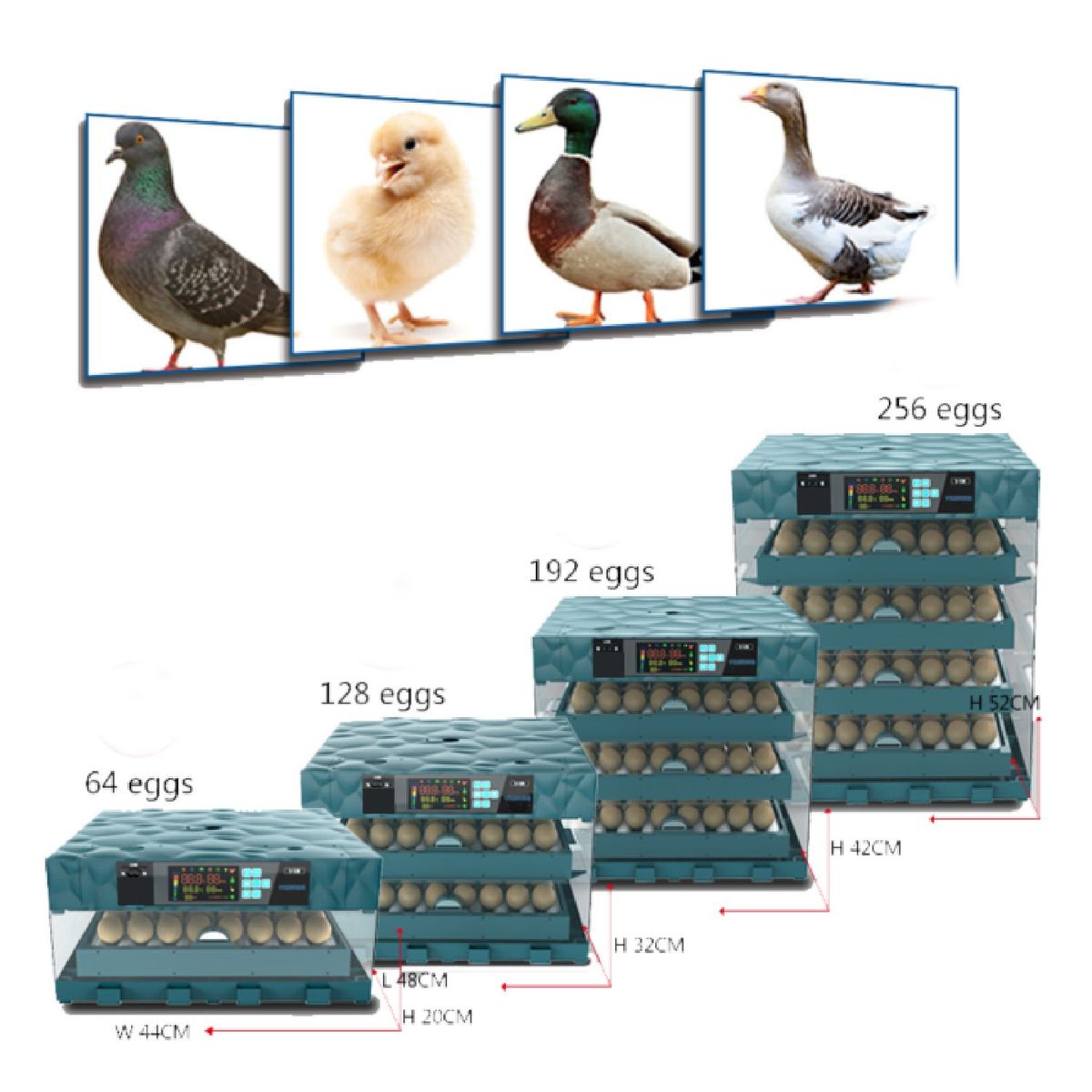 CAIM - INCUBADORA DE 256 HUEVOS MARCA CAIM INCUBADORAS