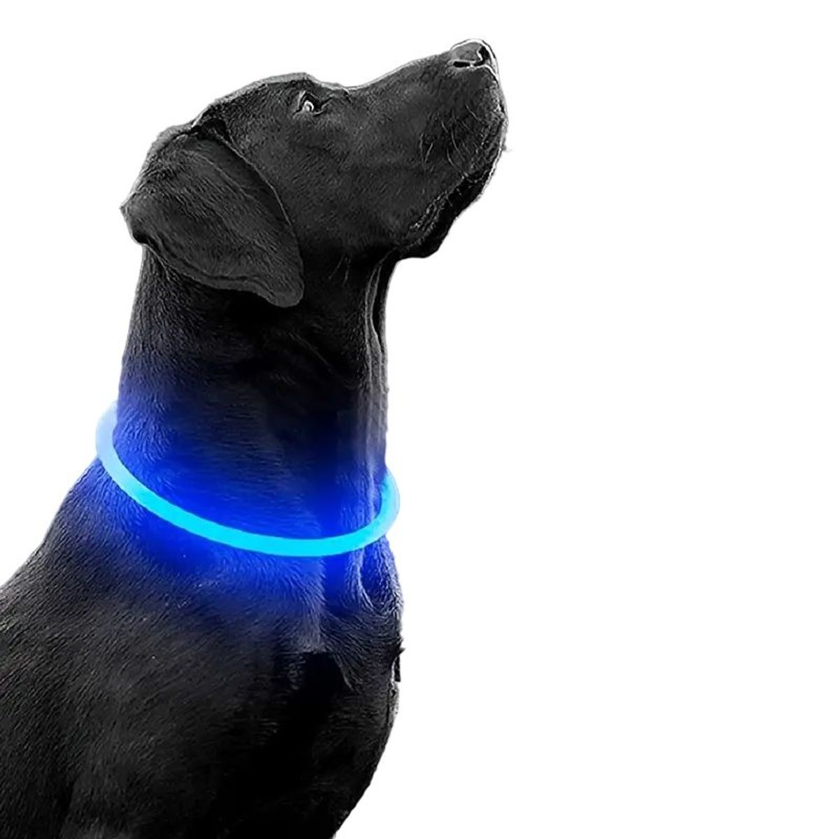 GENERICO - COLLAR LED PARA MASCOTAS RECARGABLE POR USB