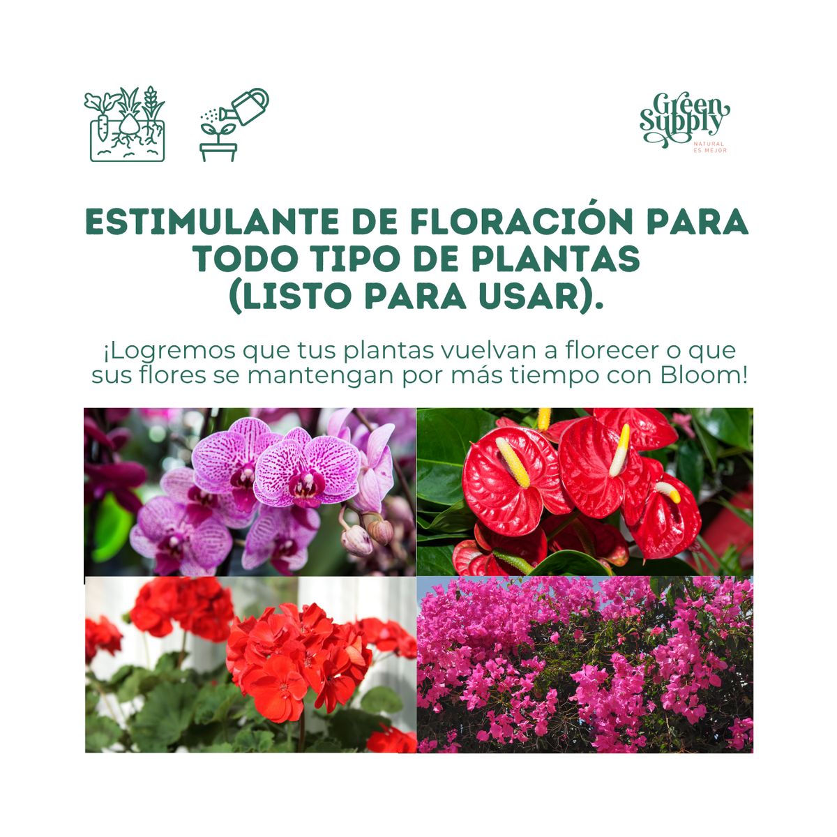 GREEN SUPPLY - Estimulante De Floración - Bloom Ready 600ml