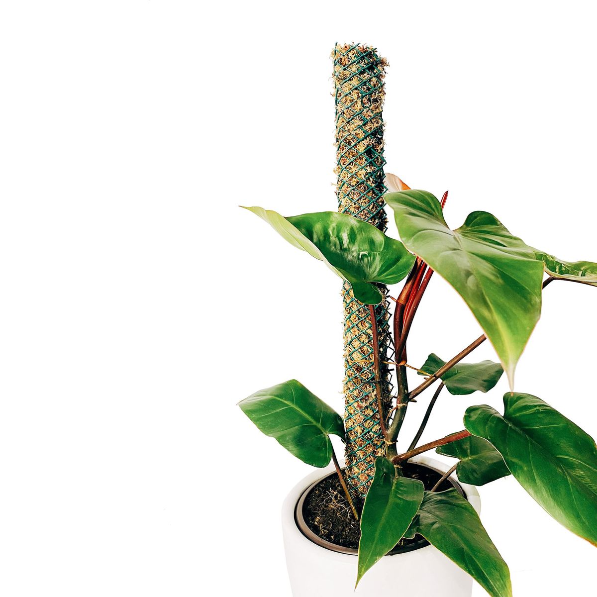 UN CUARTO VERDE - Tutor de musgo Grande para plantas UN CUARTO VERDE parante tutor 85cm