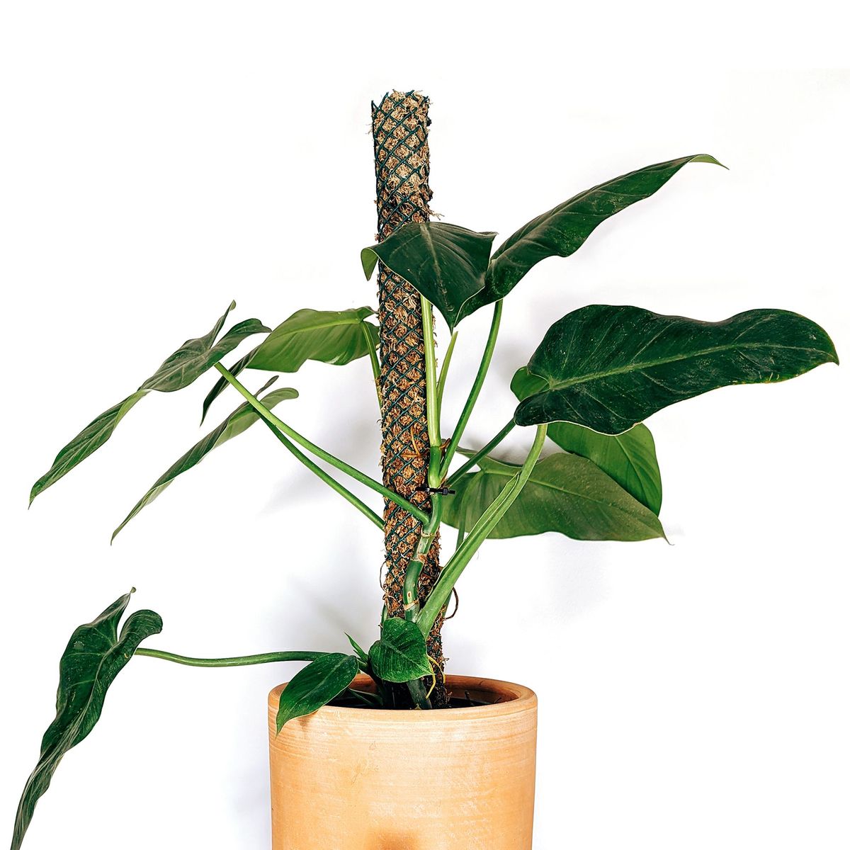 UN CUARTO VERDE - Tutor de musgo Grande para plantas UN CUARTO VERDE parante tutor 85cm