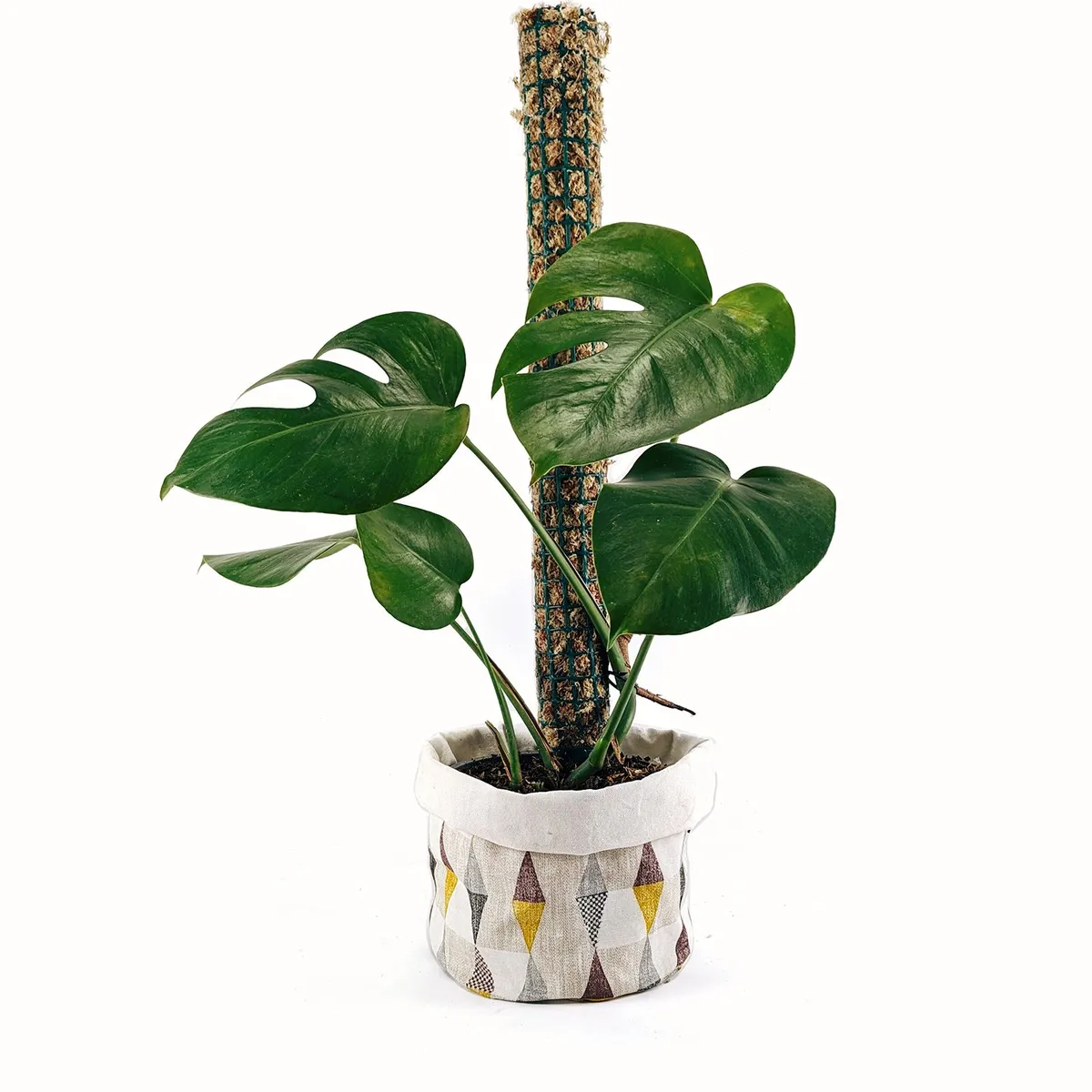 UN CUARTO VERDE - Tutor de musgo Mediano para plantas UN CUARTO VERDE parante tutor 60cm