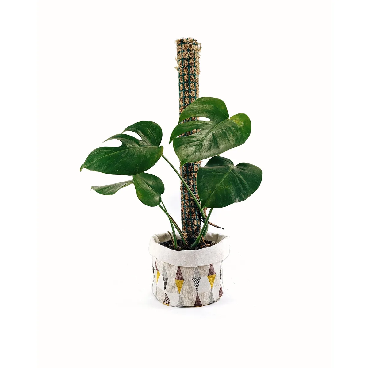 UN CUARTO VERDE - Tutor de musgo Mediano para plantas UN CUARTO VERDE parante tutor 60cm