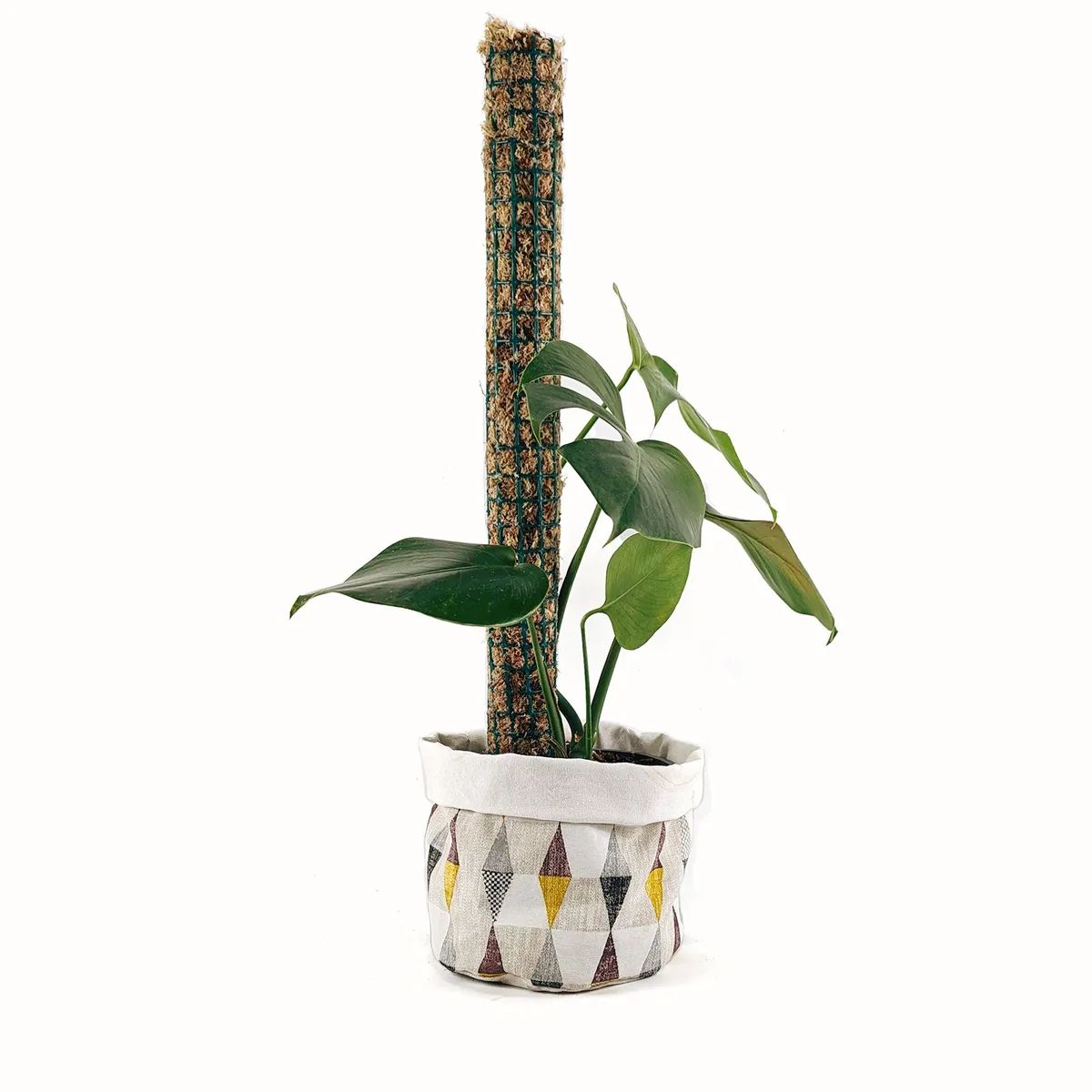 UN CUARTO VERDE - Tutor de musgo Mediano para plantas UN CUARTO VERDE parante tutor 60cm