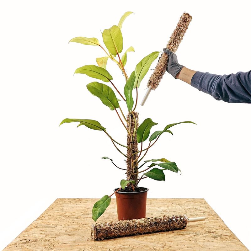 UN CUARTO VERDE - Tutor de musgo Apilable para plantas UN CUARTO VERDE parante tutor 55cm