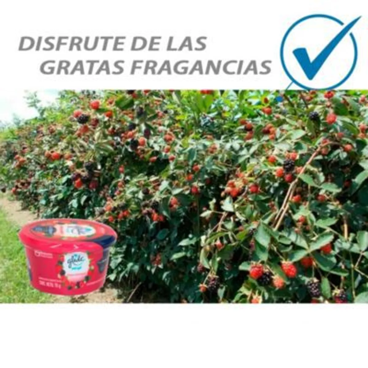 GLADE - AMBIENTADOR GEL MORA RADIANTE 70 GR GLADE