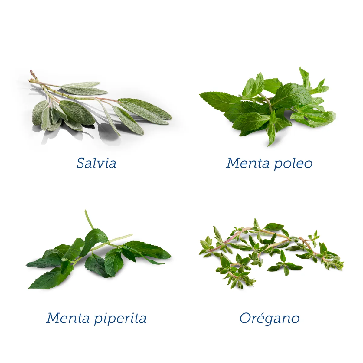 DR PEREZ ALBELA - INFUSIÓN MUJER - CAJA X 15 UND