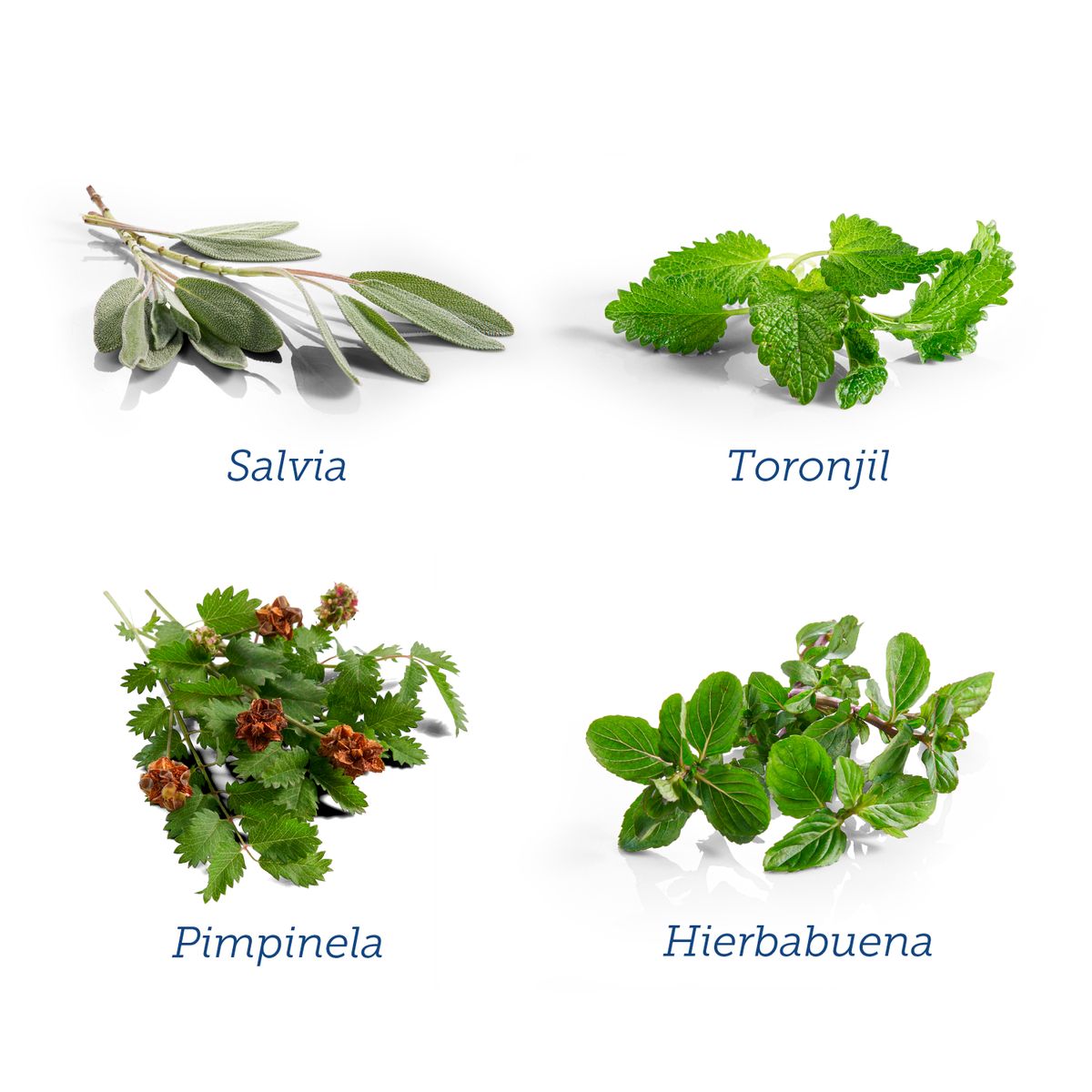 DR PEREZ ALBELA - INFUSIÓN SUEÑO - CAJA X 15 UND