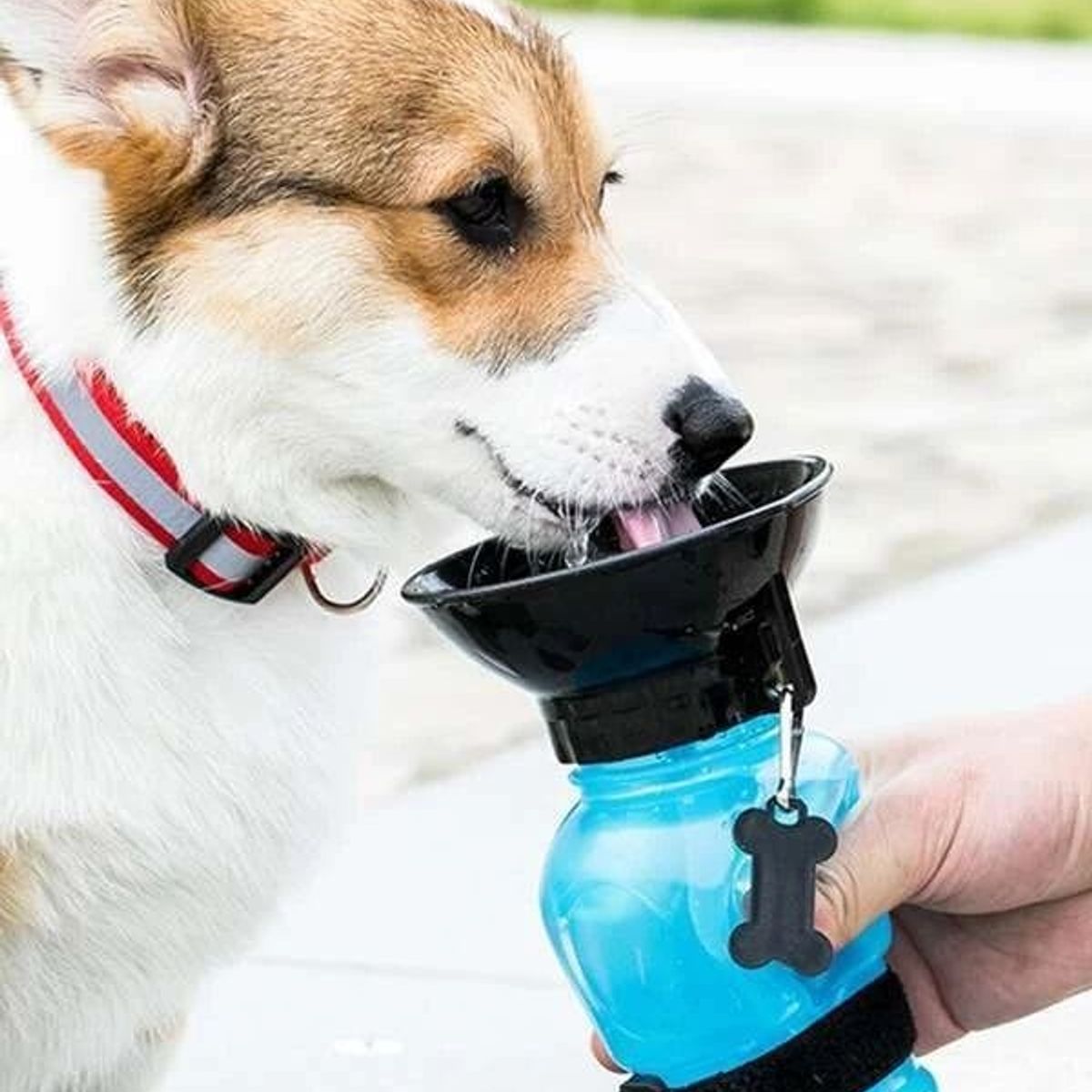 GENERICO - Toma todo Portátil para mascotas  - Aqua Dog - 500 ml