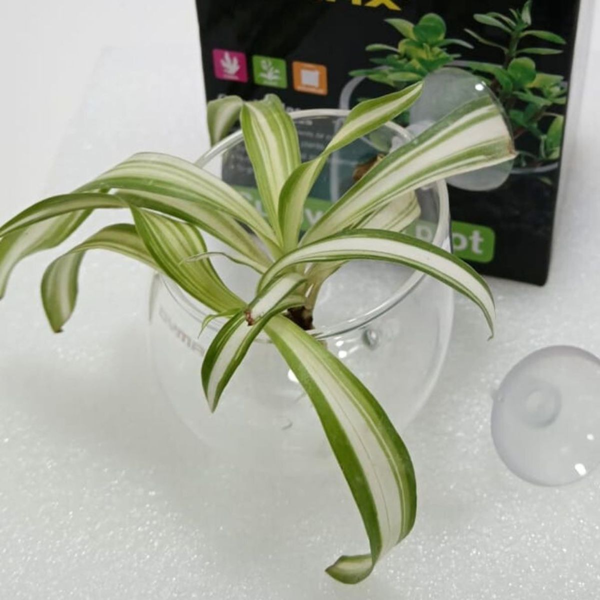 GENERICO - MACETA DE VIDRIO PLANTADOS PARA ACUARIOS DYMAX