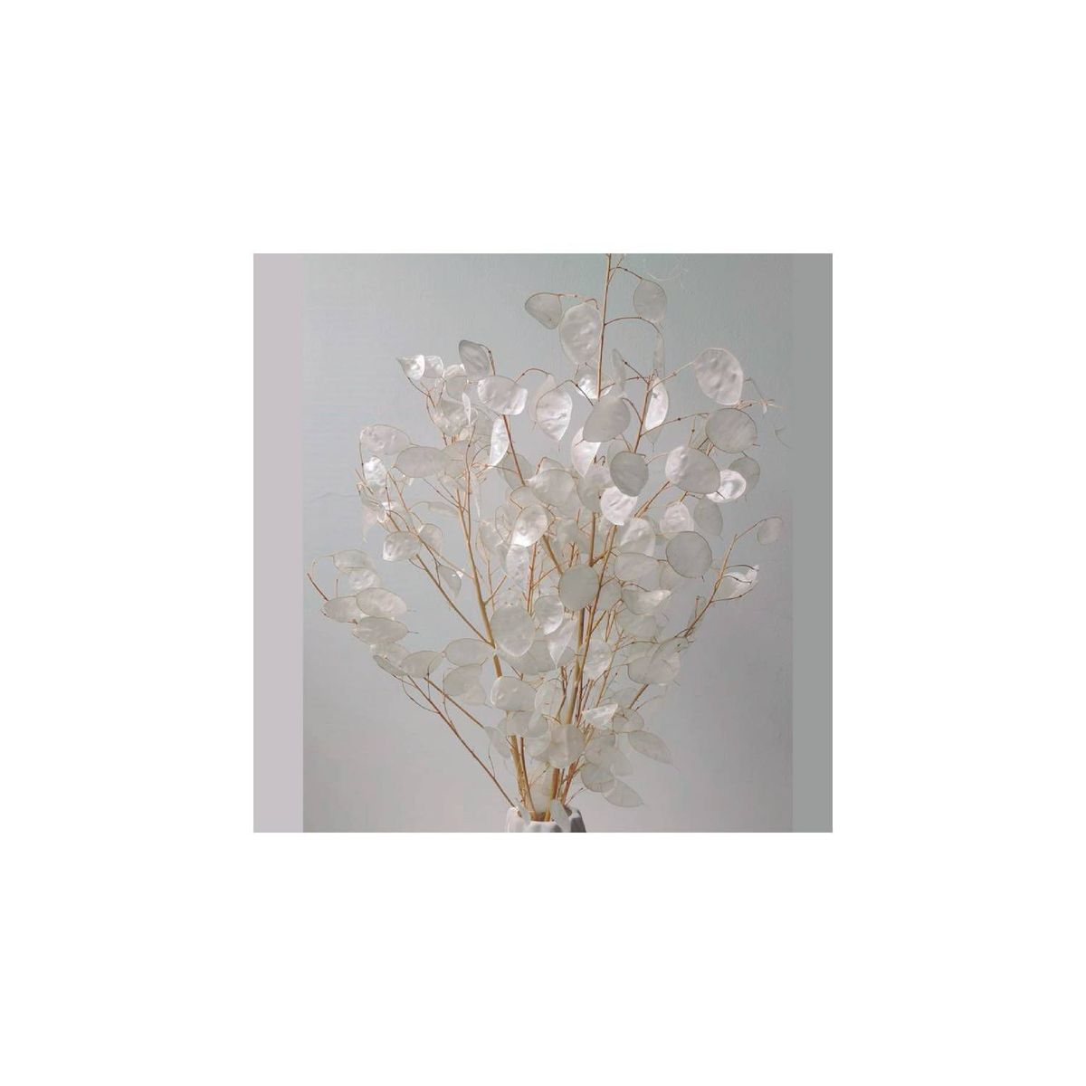 GENERICO - Ramo de lunaria natural blanca