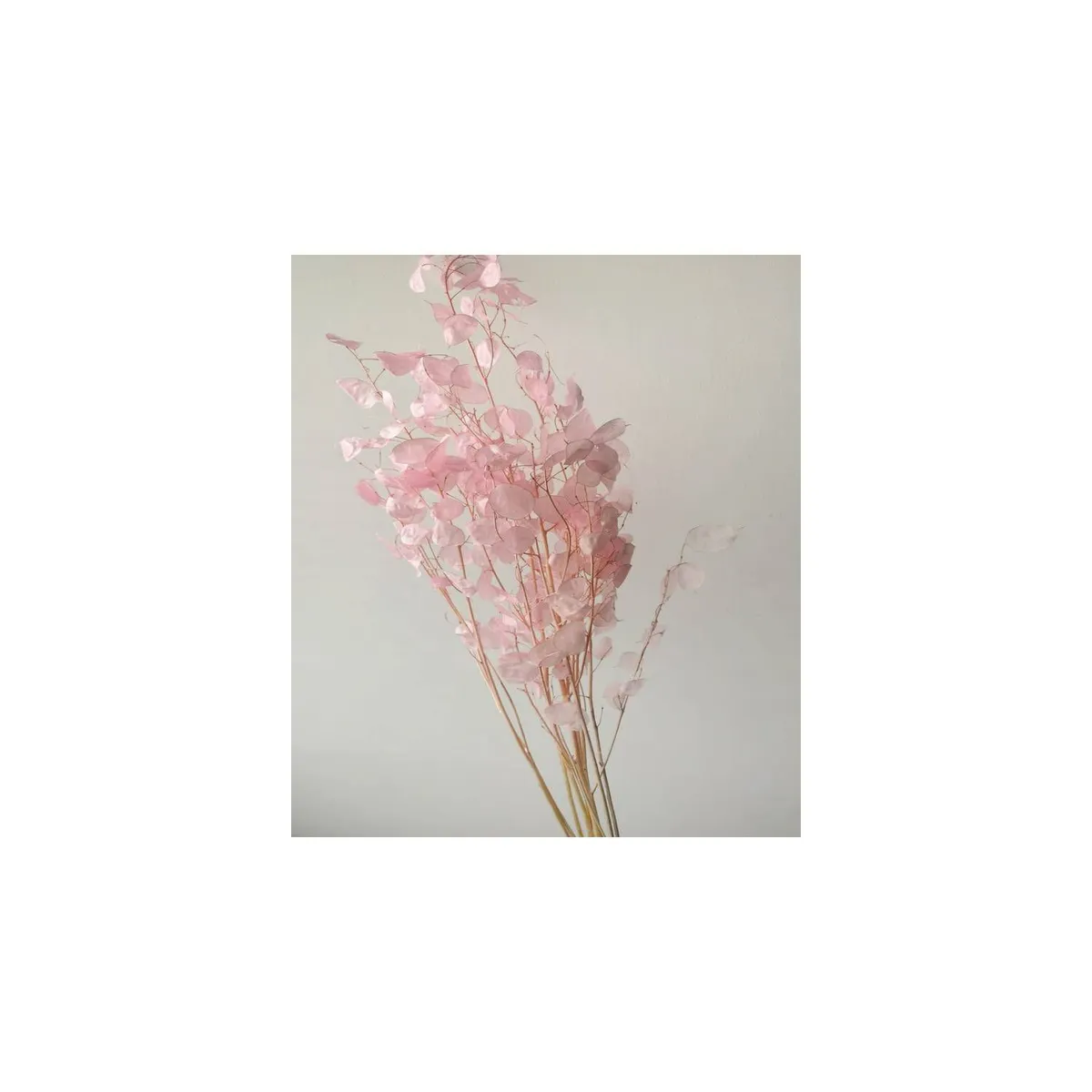 GENERICO - Ramo de Lunaria natural rosada